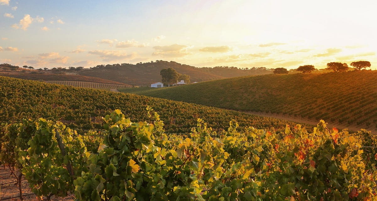 Le migliori regioni vinicole da visitare in Portogallo con un’auto
